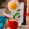 Daisy flower pot 5 inches