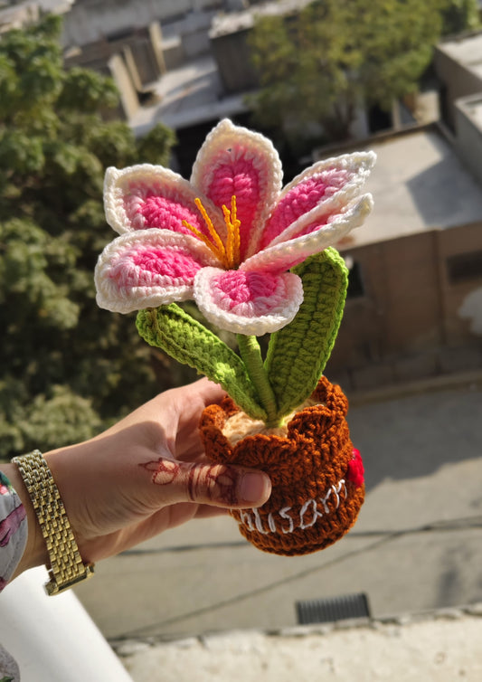 Gradient Pink Lily Pot