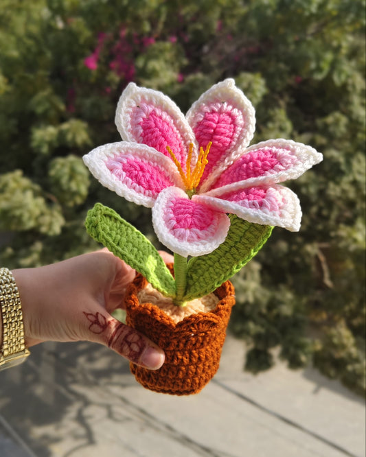 Gradient Pink Lily Pot