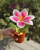 Gradient Pink Lily Pot